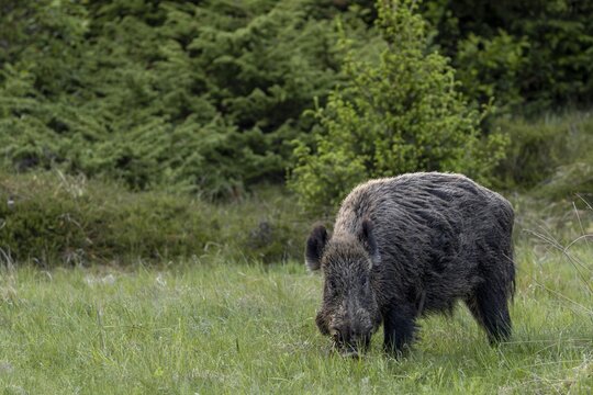 Anyone who thinks that wild boar (Sus scrofa) looking for food neglect their surroundings should just analyse the view of this boar, these animals always keep an eye on their surroundings, late spring, early summer, defensive, May, Denmark