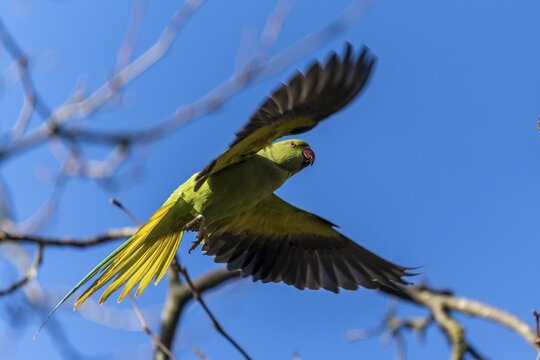 Rose-ringed parakeet (Psittacula krameri) in flight, wildlife, Germany