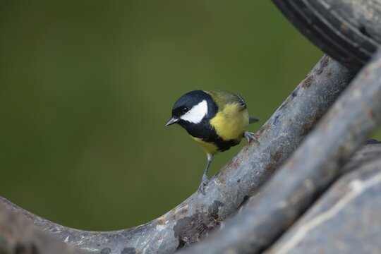 Great tit (Parus major) adult bird on a garden wheelbarrow, England, United Kingdom