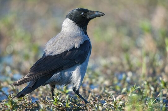 Corvus cornix, hooded crow, misty crow, bath, birds, corvidae family of birds, passeri, corvids, songbirds, watering place