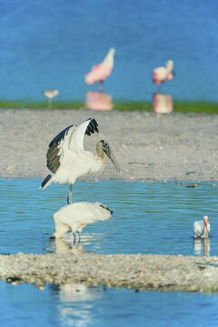 Wood Stork (Mycteria Americana) and Roseate Spoonbills (Platalea ajaja) fishing, Sanibel Island, J.N. Ding Darling National Wildlife Refuge, Florida, USA