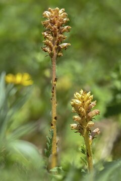 Brownwort, Alsatian summer root, Alsatian shrike, orobanche alsatica, scrophulariaceae, summer root, flora, high size, vertical format, plants, plants