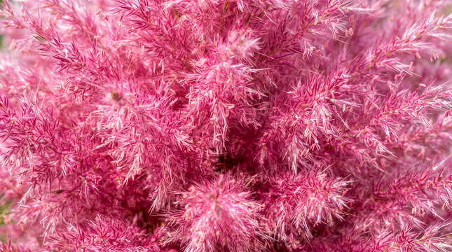 top view Beautiful vibrant bright silky pink flower pampas grass, natural background, garden concept