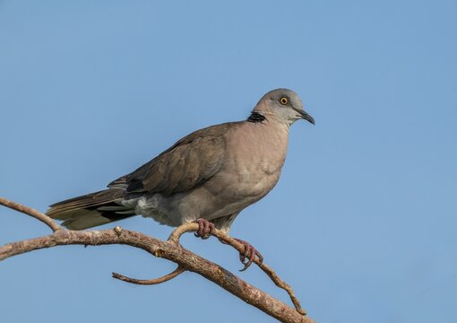 Red-crested Pigeon (Streptopelia vinacea) sitting on a branch, Murchison Falls NP, Uganda