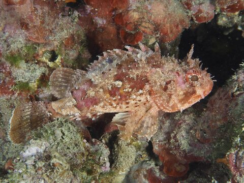 A red-coloured small scorpionfish (Scorpaena notata), well camouflaged amongst the colourful reef, at the Hausriff dive site, Stoja, Pula, Croatia, Mediterranean Sea