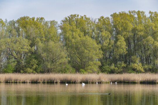 Pond landscape, reeds, reeds (Phragmites australis), willows (Salix) with fresh green leaves, mute swans (Cygnus olor), Thuringia, Germany