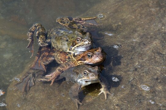 Frogs (Rana temporaria)