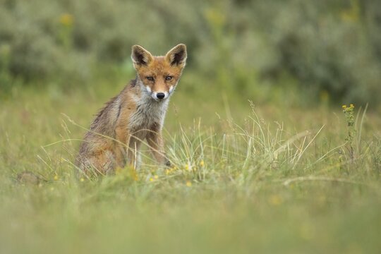 Red fox (Vulpes vulpes), Young fox sitting in a meadow, Netherlands