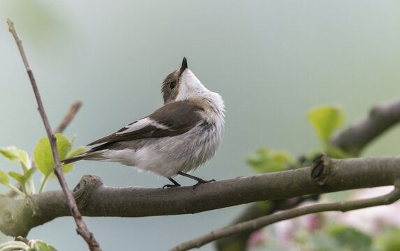 Ficedula hypoleuca, pied flycatcher, mourning snapper, mourning snapper, birds, song, male, passeri, singing, songbirds, birds