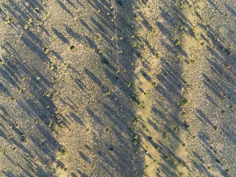 Parallel, linear sand dunes grown with camelthorn trees (Vachellia erioloba) in the Kalahari Desert. During the rainy season with green vegetation. Aerial view. Drone shot. Namibia