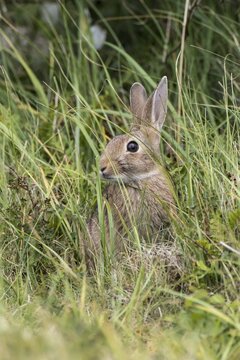 Wild common rabbit (Oryctolagus cuniculus) hiding in tall grass, Texel, West Frisian Islands, Province of North Holland, Holland, The Netherlands