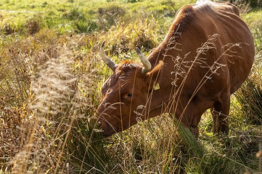 Artiodactyla, Bavaria, Bos Taurus sspec.5, cattle, even-toed ungulate, high-altitude cattle, Upper Palatinate, cloven-hoofed cattle, Tirschenreuth, Waldnaab, Waldnaabaue, wild willows Waldnaabaue, domesticated animals, extensive grazing, feeding marks, pet, mammals, cattle, mammals, bite