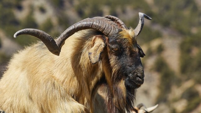 Close-up of a goat with detailed horns and fur in mountainous nature, goat (s), free-range, central north of the island, mountains, Karpathos, Dodecanese, Greek Islands, Greece