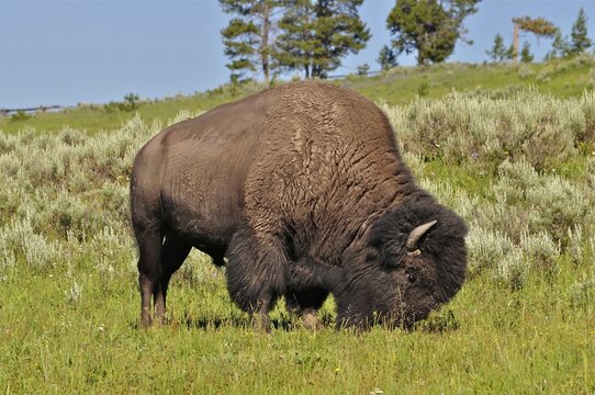 A mighty American Bison (Bos bison) stands in a green pasture, trees in the background. Yellowstone National Park, Wyoming, USA