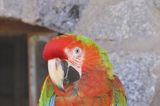 Scarlet Macaw (Ara macao) &ndash; animal portrait, in captivity, found in South America, Hesse, Germany