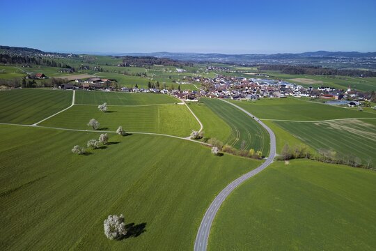 Blooming fruit trees behind the village, Auw, Freiamt, Canton Aargau, Switzerland