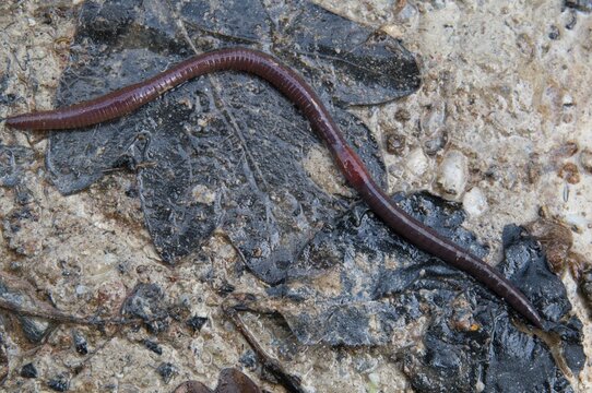 Annelida, clitellata, earthworm, shingles, lumbricidae, oligochaeta, annelids, few bristles, earthworm