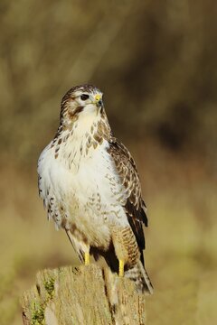 Steppe buzzard (Buteo buteo) sitting on a pasture fence post, wildlife, Siegerland, animals, birds, birds of prey, North Rhine-Westphalia, Germany