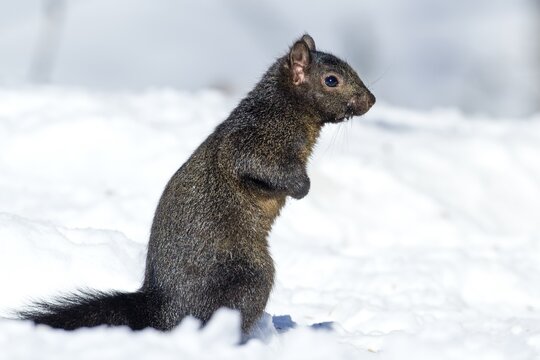Eastern gray squirrel (sciurus carolinensis) sitting in snow and watching, melanistic color variant of the common Eastern gray squirrel, region of La Mauricie, province of Quebec, Canada