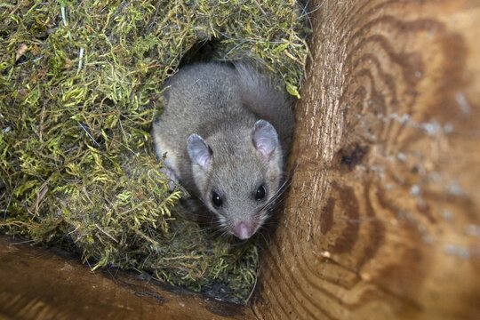 Edible dormouse, fat dormouse, glis glis, rodents, rodentia, dormouse, bilche, bolt, dormice, dormouse, mammals, nesting box, rodents, sleepers, mammals