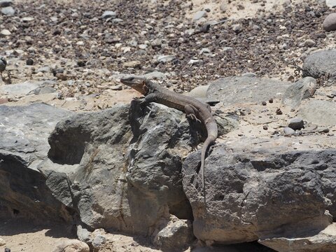 A long Gran Canaria giant lizard (Gallotia stehlini) is basking on a large rock in a stony landscape, Gran Canaria, Spain