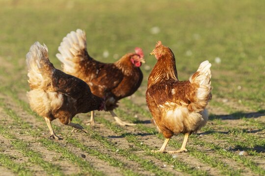 Three brown hens exploring a grassy area, domestic fowl, Rhineland-Palatinate, Germany