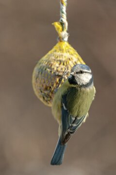 Blue tit, parus caeruleus, birds, feeding, high size, portrait format, tits, passeri, songbirds, tits, birds, winter feeding