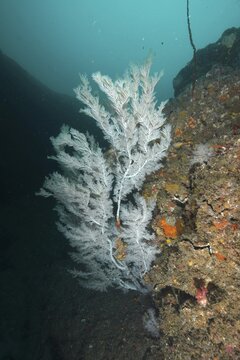 Christmas tree coral (Antipathes dendrochristos), bush coral, Aliwal Shoal dive site, Umkomaas, KwaZulu Natal, South Africa
