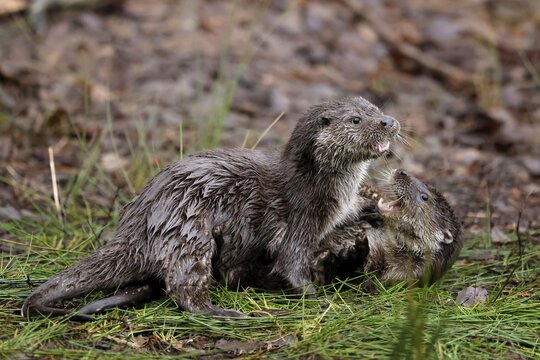 Two young european otter (Lutra lutra), playing in a meadow, captive