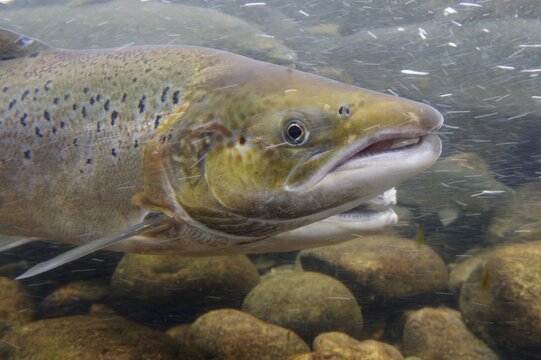 Swimming salmon (Salmo salar) under water, Laerdalsoyri, Norway