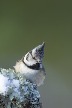 Crested tit Lophophanes cristatus adult bird on a tree stump, Scotland, United Kingdom