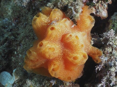Orange-coloured elegant sea squirt (Didemnum commune) with a holey structure clings to a rock in deep water, dive site Giens Peninsula, Mediterranean Sea, Porquerolles, Provence, C&ocirc;te d'Azur, France
