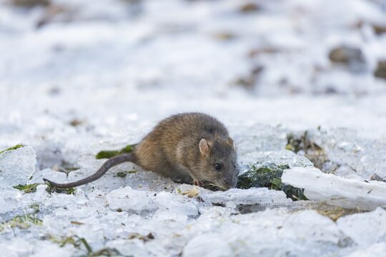 Brown rat (Rattus norvegicus) adult animal searching for food on a frozen pond, England, United Kingdom