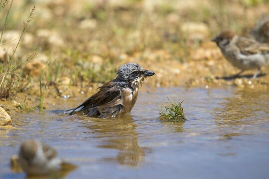 Lanius Collurio, red-backed shrike, redback shrike, bath, bird bath, birds, male, passeri, songbirds, songbirds, drinking, birdbath, birds, watering place, shrike
