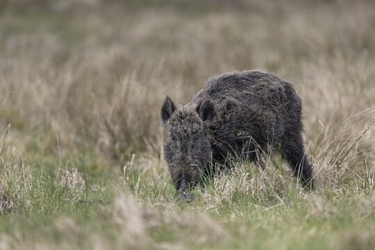 This wild boar (Sus scrofa) does not look healthy due to the shaggy fur, I cannot say whether this is really the case, Denmark