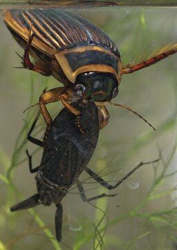 Dytiscus circumflexus, yellowy beetle, water scorpion, aquatic, beetle, prey, capture, female, high size, portrait, insects, insects, beetles, water beetles, female