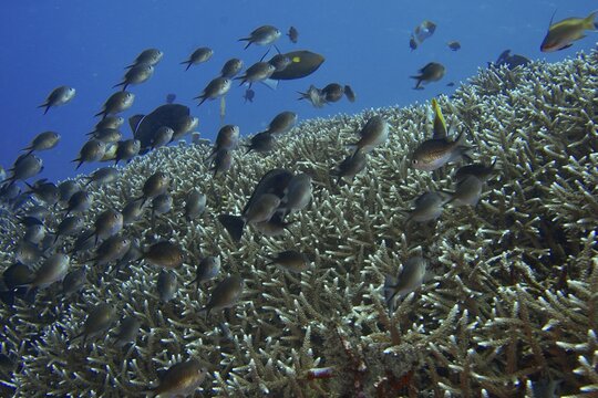 School of Ternate Swallowtails (Chromis ternatensis) over a coral reef in the blue ocean. Dive site SD, Nusa Ceningan, Nusa Penida, Bali, Indonesia