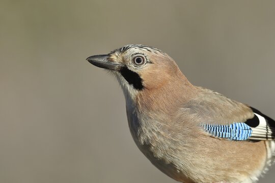 Eurasian jay (Garrulus glandarius), animal portrait, Wilden, North Rhine-Westphalia, Germany