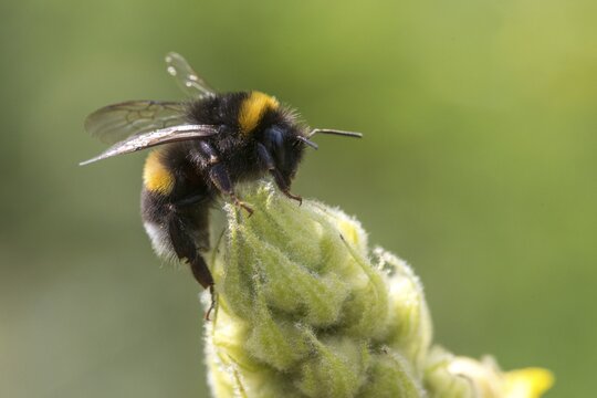 Apidae, bees, bombus lucorum, hymenoptera, insects, insects, female bumblebee, insects, female bumblebee, insects, female, white-tailed bumblebee