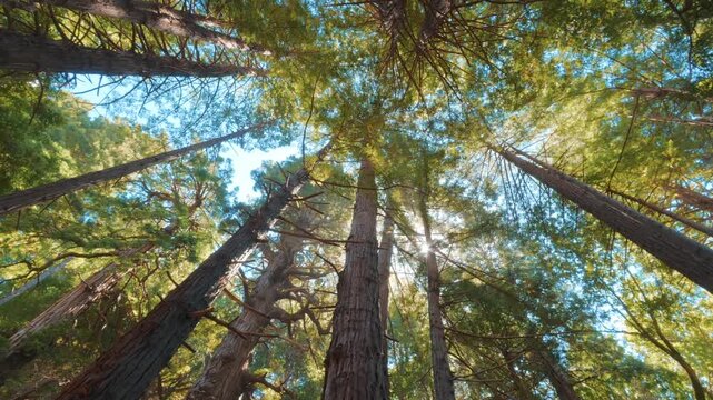 Forest with sun rays 