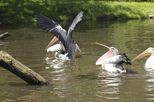 Grey heron (Ardea cinerea) snatches a fish from a australian pelican (Pelecanus conspicillatus), Vogelpark Walsrode, Lower Saxony, Germany