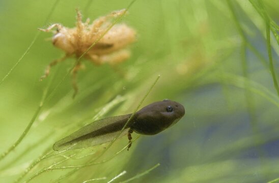 70 days old, bufo calamita, epidalea calamita, toad, natterjack toad, amphibians, amphibians, tadpole, larva, amphibians, larva, amphibians, tadpole
