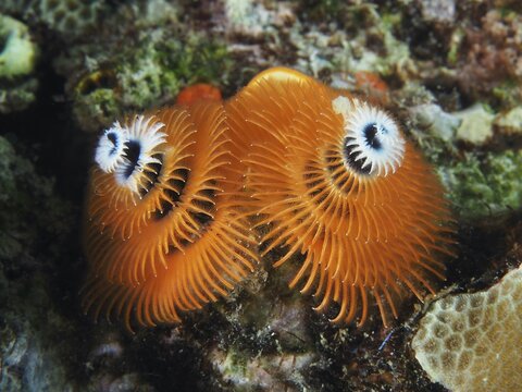 Orange Indo-Pacific Christmas tree worm (Spirobranchus corniculatus) on a coral reef, a fascinating underwater structure, Pidada dive site, Penyapangan, Bali, Indonesia
