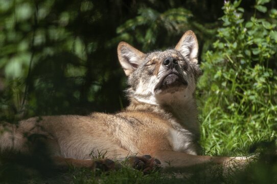 Canis lupus, carnivora, predators, wolf, mammals, raptors, sleep, mammals