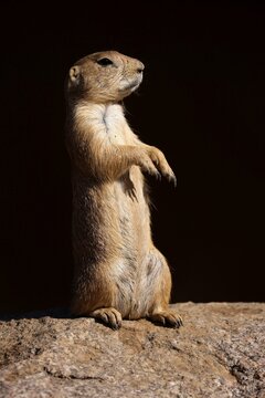 Black-tailed prairie dog (Cynomy ludovicianus) standing on a rock, France
