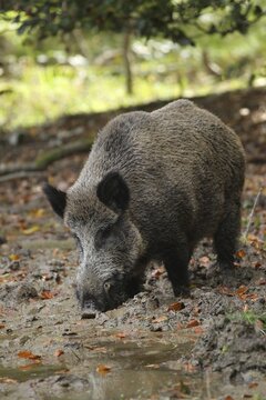Wild boar (Sus scrofa) Boar in wallow, Allg&auml;u, Bavaria, Germany