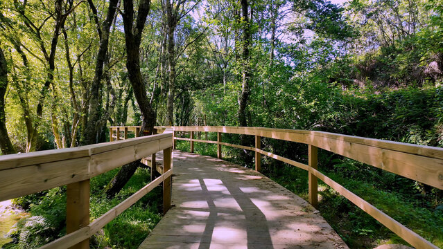Wooden Boardwalk Path Through a Lush Green Forest in Portugal
