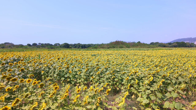 Vast field of blooming sunflowers under bright daylight near Praia da Arda in Viana do Castelo Portugal