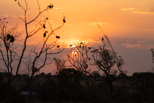 P&ocirc;r do sol dourado na vegeta&ccedil;&atilde;o de cerrado rasteiro em Goi&aacute;s, Brasil.