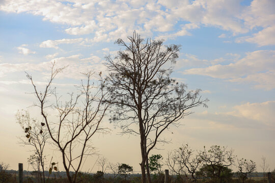 Silhuetas de &Aacute;rvores Secas contra o C&eacute;u de final de tarde com nuvens esparsas. 